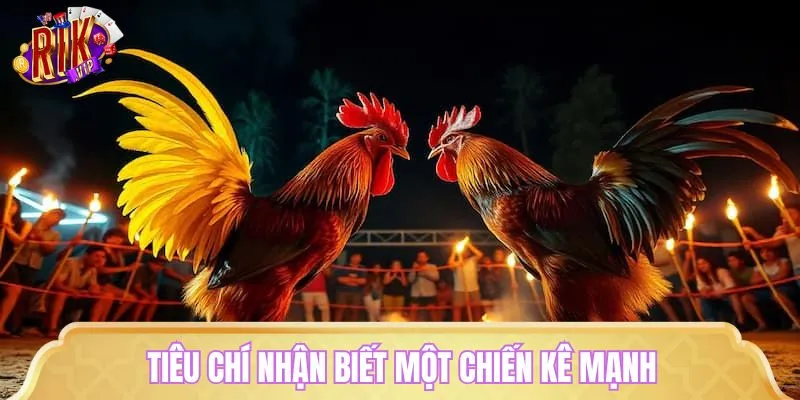 Chuyên gia RIKVIP chỉ ra đặc điểm một chú gà chiến mạnh 